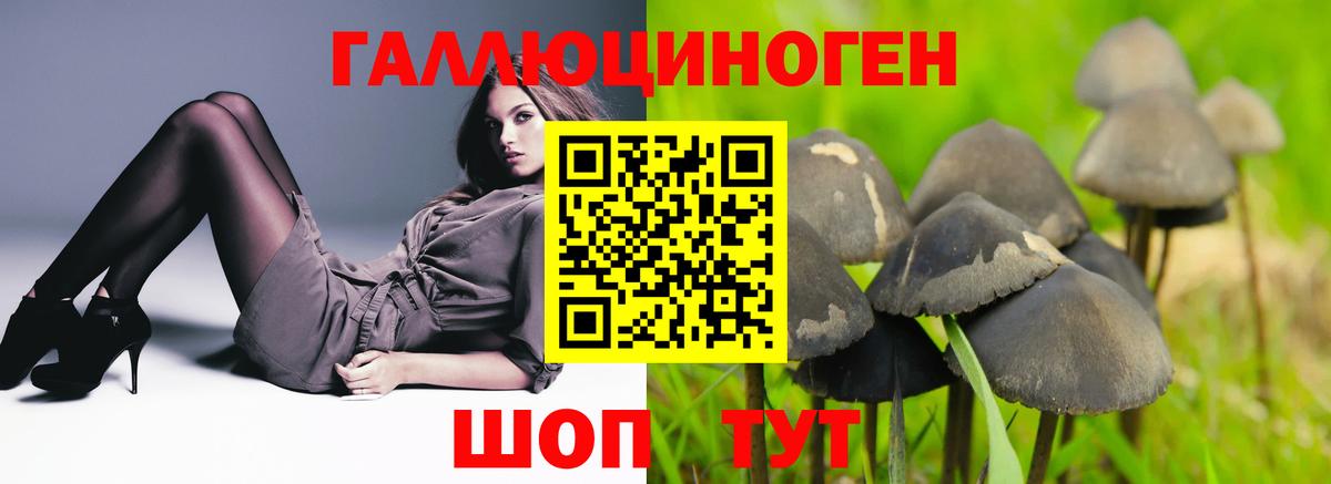 Владикавказ  Псилоцибиновые грибы прущие грибы  Вход с VPN  Псилоцибиновые грибы GOLDEN TEACHER 